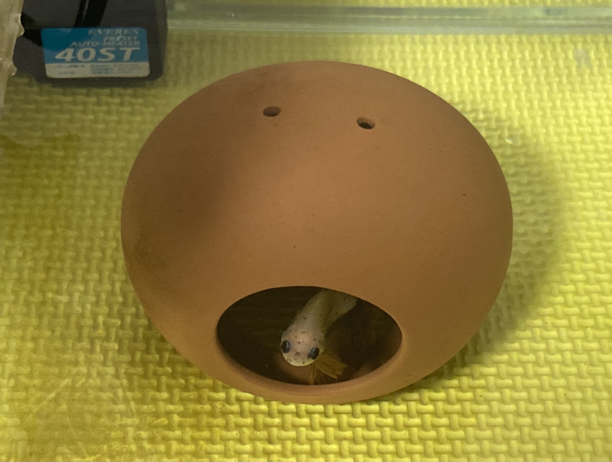 ねこシチュー Estofadodegato Twitter