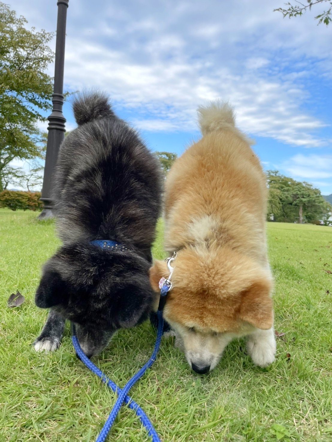 あきほ 秋田犬会館 銀ちゃんは普段何事にも動じず おおらかで小さいことは気にしない子ですが 実はくろべえがいないとどこにも行け ない子らしいです なのでふたりはいつも一緒です T Co Kmbuucmzqa Twitter