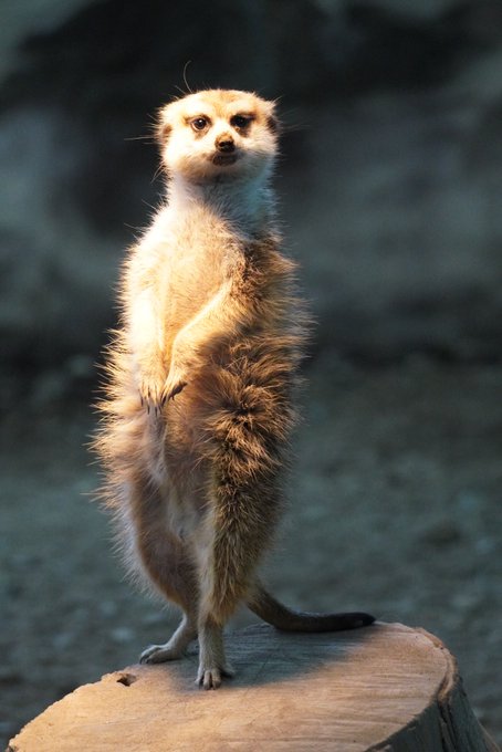 ミーアキャットのtwitterイラスト検索結果