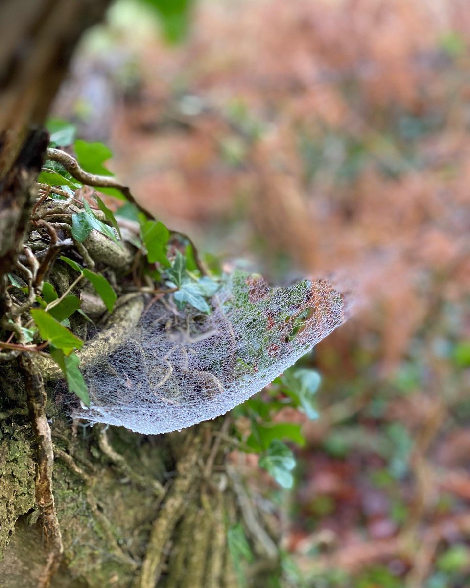 _RG_Photography's tweet photo. Spider Hammock

#cobweb #spider 🕷 #nature #dew #fog #mist #photography

~ RG https://t.co/k3jobeHFk4