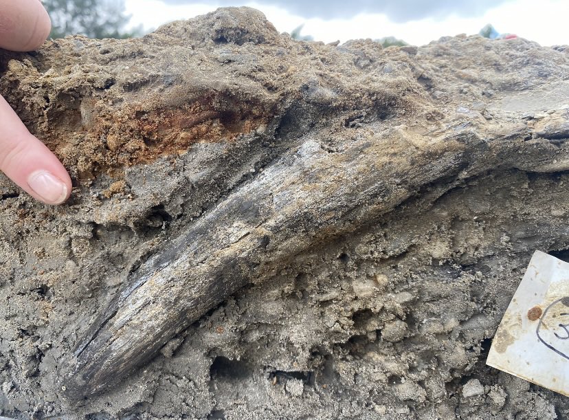 Prof Ben Garrod tweet media