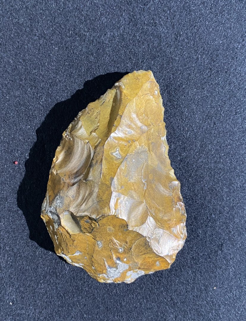 Prof Ben Garrod tweet media