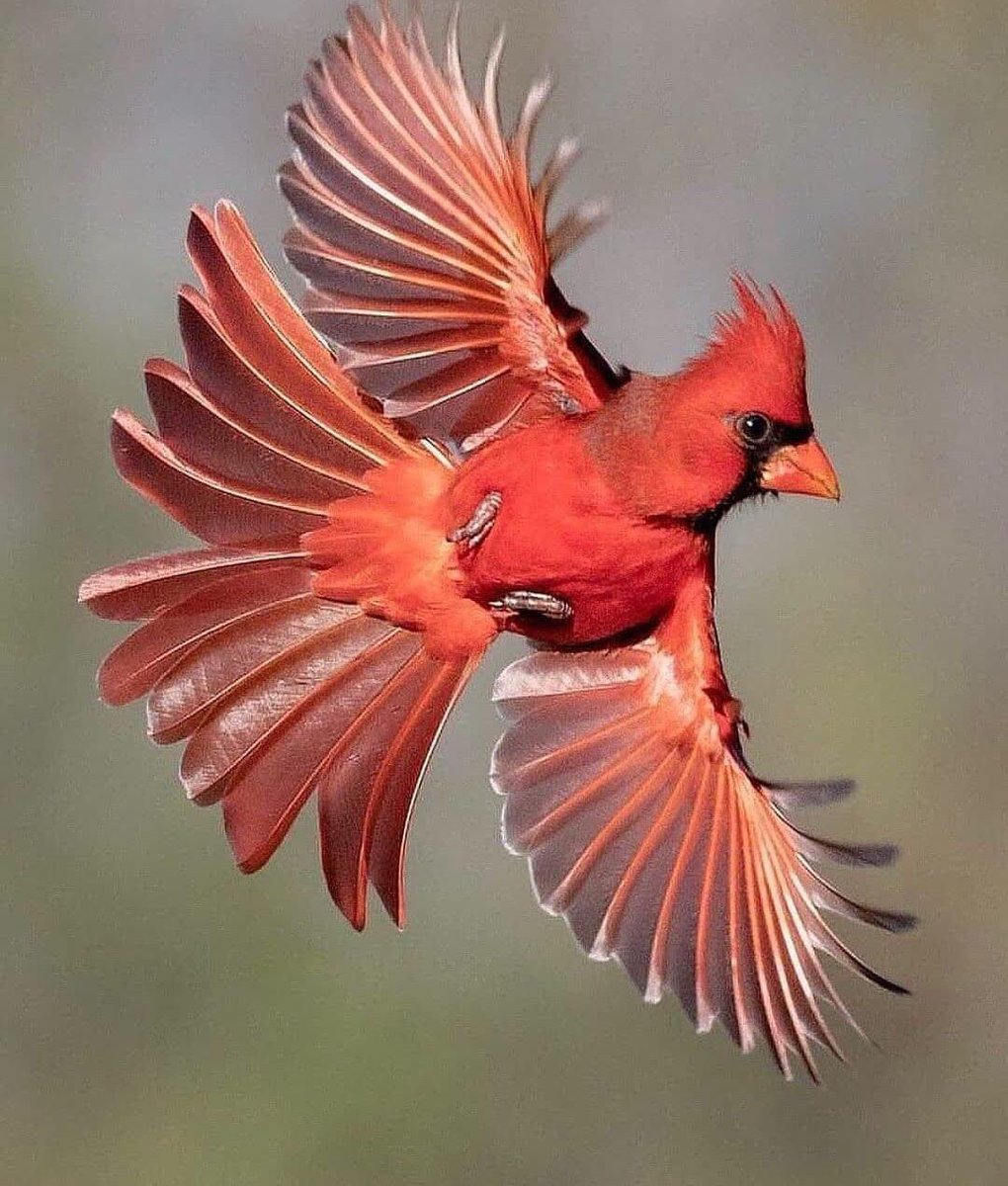 BreizhStef's tweet photo. Northern Cardinal #Birds #NaturePhotography 
📸 : donleebirdphotography https://t.co/J0leuPqMct