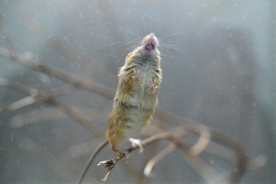 Tweets With Replies By N Mamekoro51 Twitter