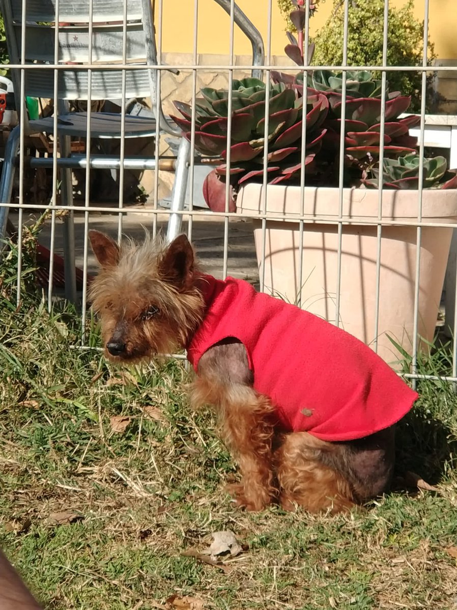 🛑ÁMBER ESTÁ EN URGENCIAS🛑 No sabemos qué le pasa pero no quiere comer y se tambalea, así que hemos ido corriendo a urgencias con la peque 🙏🏻 Esperamos que no sea nada pero necesitamos ayuda para ella!! 🆘
➡️ BIZUM:603038032 
➡️PAYPAL:ayuda@megacan.org
➡️2100 7821 7102 0005 5737