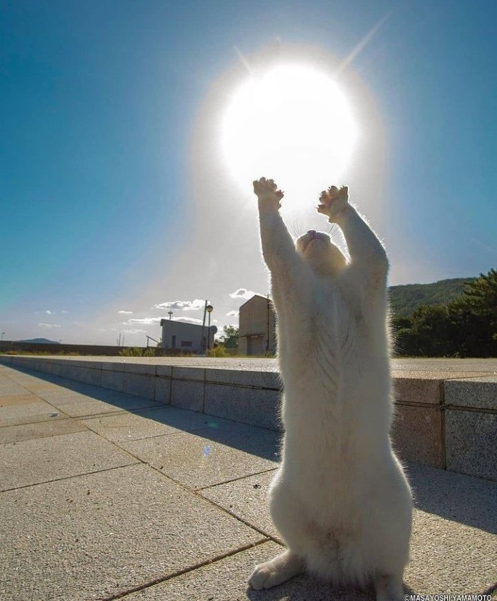 Catsmemes_usa's tweet image. so adorable
#cat #catoftwitter #catheaven