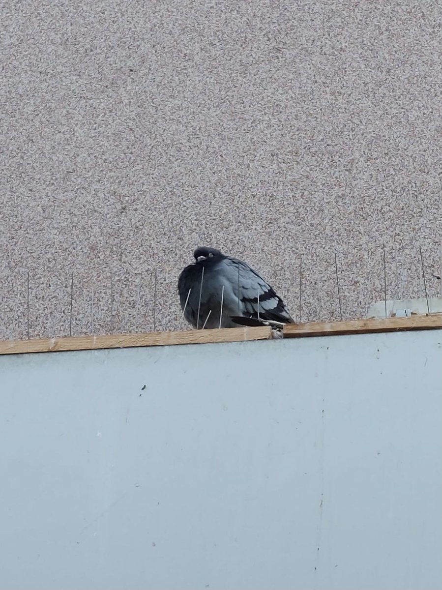 Jvais péter un plomb je sors de chez moi je vois ça