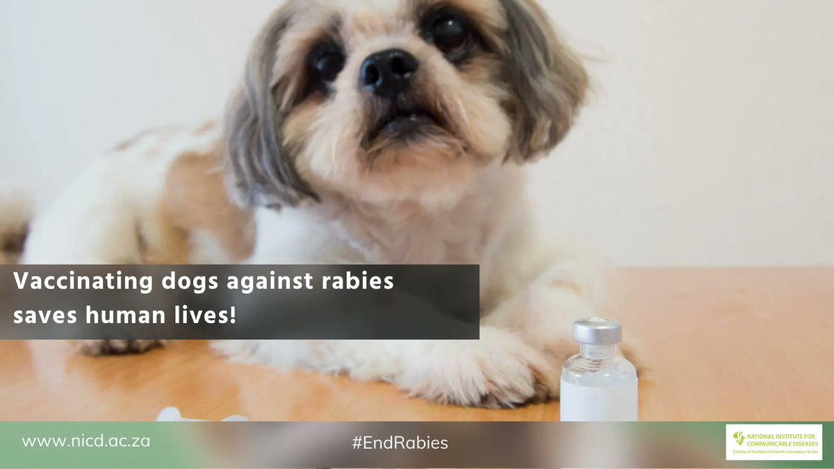 nicd_sa's tweet image. These holidays, make sure your pets’ vaccinations are up to date. Nearly all cases of human rabies in South Africa are associated with rabid dog-inflicted wounds. Vaccinating dogs against rabies saves human lives! #Endrabies. #TisTheSeasonToBeSafe