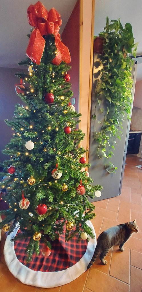 Flóki sotto il mio albero, sembra lo Spirito del Natale Passato. 🎄🐯
#CantoDiNatale
#AlberoDiNatale #LuciANatale 

#CasaLettori <a href="/CasaLettori/">Casa Lettori</a> ♥️