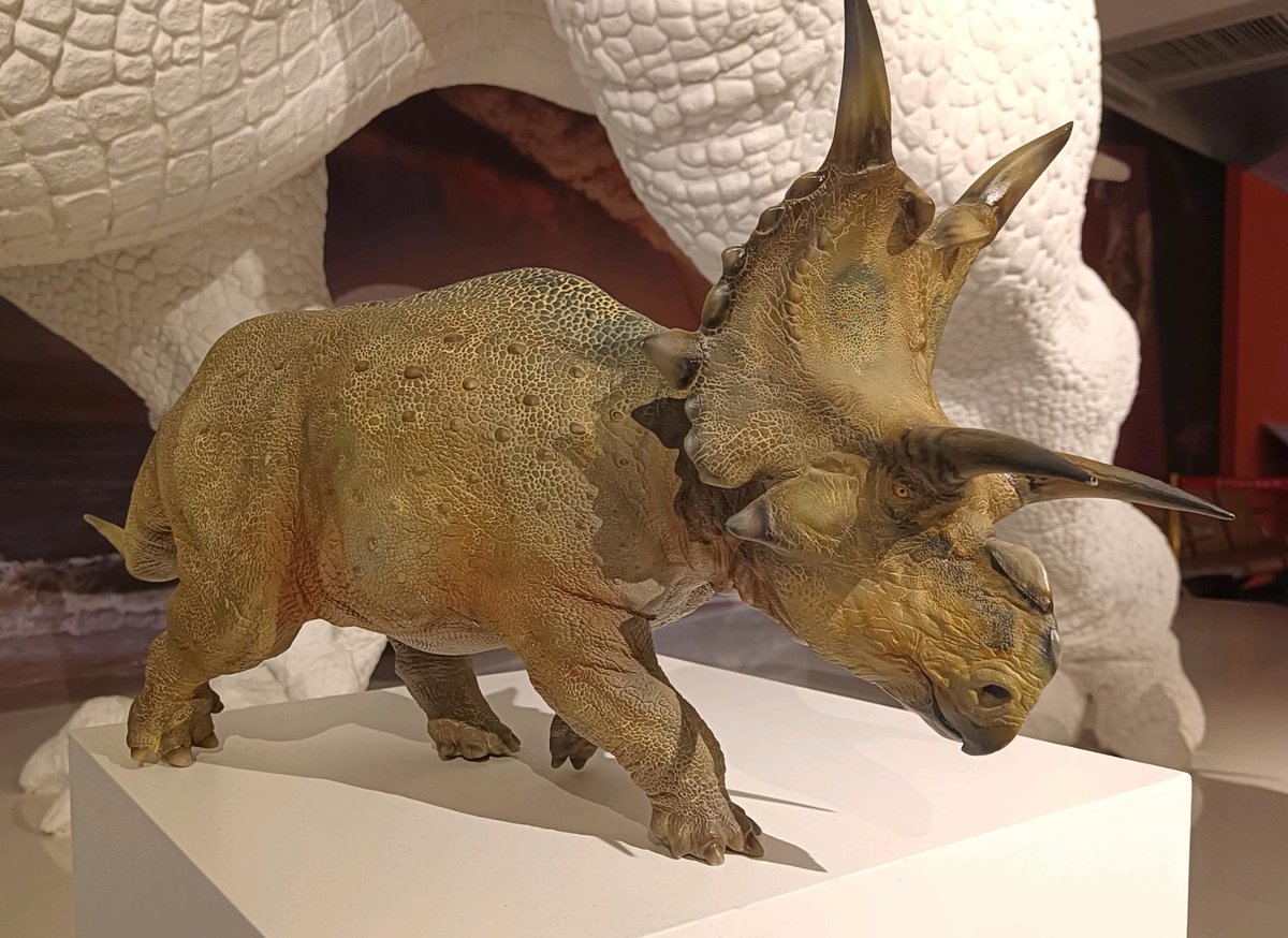 PaleonerdIT's tweet photo. 🇮🇹IT alcune statue #PNSO esibite al Museo Geologico della provincia di #Guizhou (#Cina). Tra di esse riconosciamo #Himalayasaurus, #Glyphoderma, #Atopodentatus, #Tuojiangosaurus e #Spinops, le cui sculture sono state commercializzate come modelli.
🇬🇧👇 https://t.co/QqF1rI5qvo