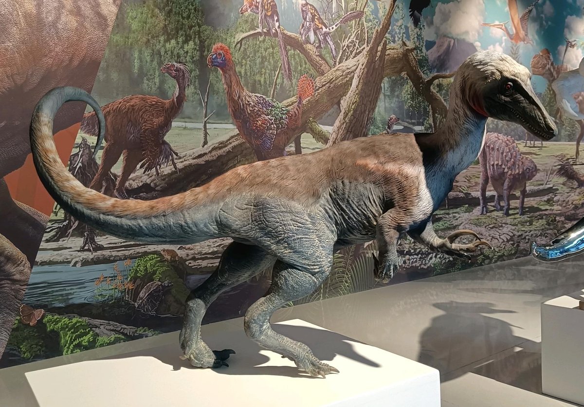PaleonerdIT's tweet photo. 🇮🇹IT alcune statue #PNSO esibite al Museo Geologico della provincia di #Guizhou (#Cina). Tra di esse riconosciamo #Himalayasaurus, #Glyphoderma, #Atopodentatus, #Tuojiangosaurus e #Spinops, le cui sculture sono state commercializzate come modelli.
🇬🇧👇 https://t.co/QqF1rI5qvo
