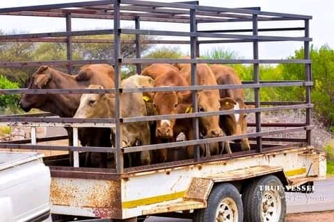 TraditionalRhy1's tweet photo. Location: Kanye, Botswana
#Setso #Setswana https://t.co/8jLjedQFSX