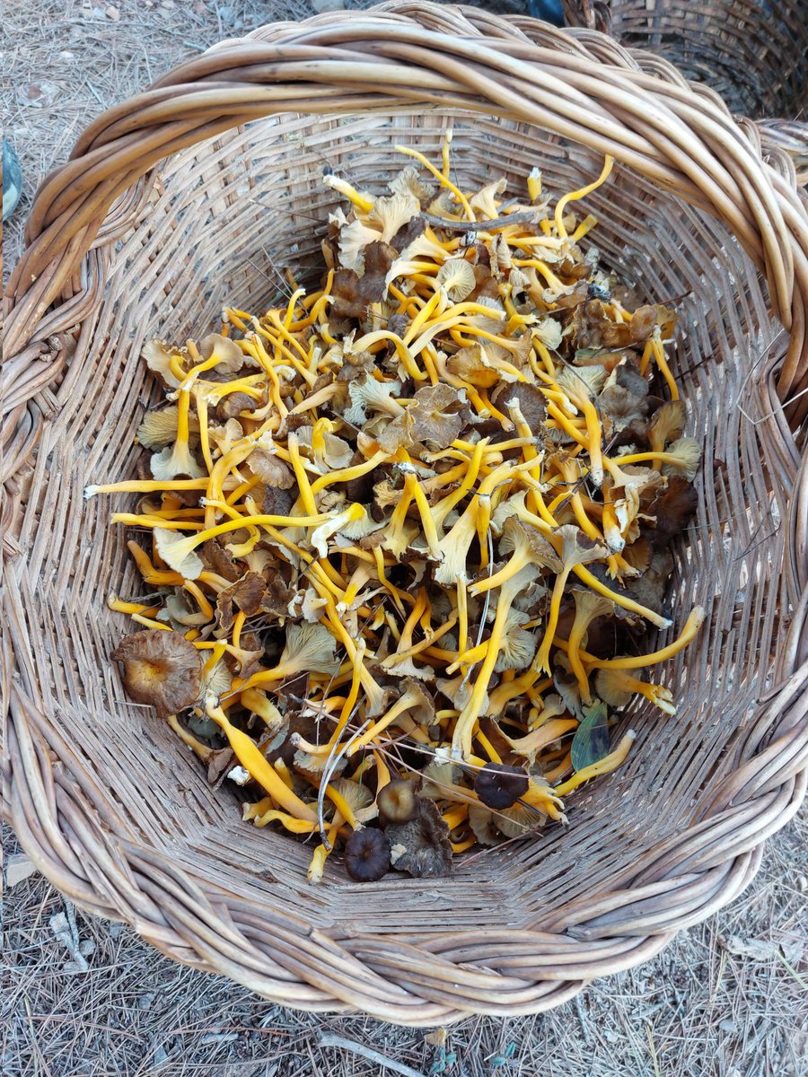 CelticTorc's tweet photo. Avui fent un dinar de bosc #Debosc @Somdebosc https://t.co/q8XmBiohMp