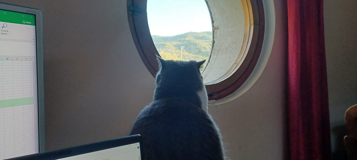 CatPupa's tweet photo. Mystery kitty 😻 
Happy furrrday 
#CatsofTwittter #mystery #ThinkingOfYou #Italy #CuteCats #CatsOfTwitter https://t.co/2rZy6Xv9RL