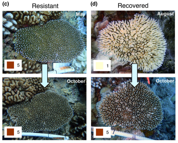 Island_Evo_Lab's tweet photo. RT reef_combo: RT @SciStrader: π¨ NEW PAPER ALERT! This is the first of many papers from our #NSFfunded #BioOce RAPID grant on the 2019 Mo'orea coral bleaching event. We observed colonies of Acropora hyacinthus that were resistant to bleaching nearby β¦ https://t.co/NLOFZFdqHI