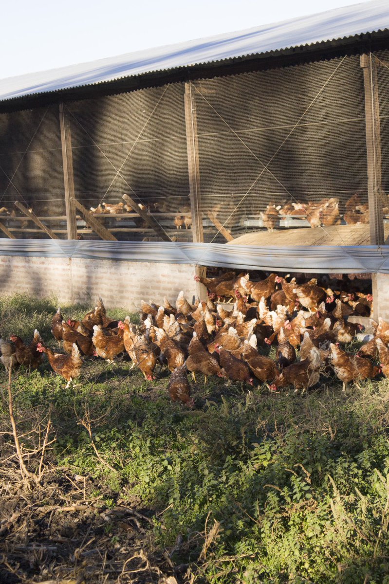 Eggs Höns (@eggshons) on Twitter photo 