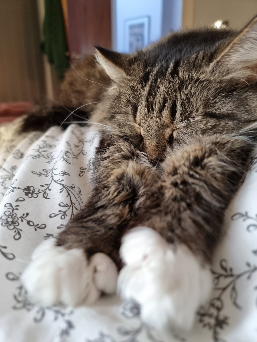 _odradek⚡ tweet media