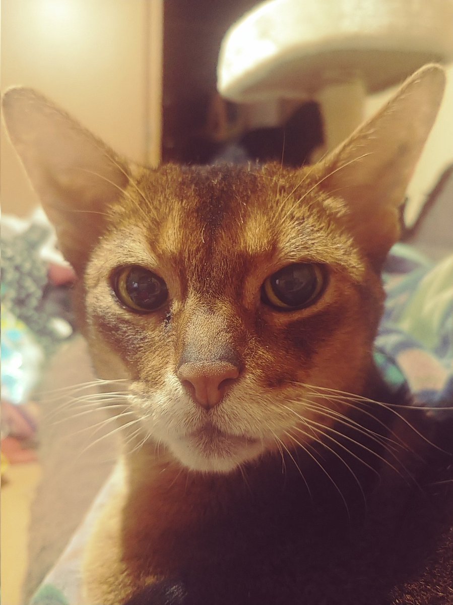 HarukoKanta's tweet photo. そろそろクリスマス　#アビシニアン #アビシニアン部  #ねこすたぐらむ #ねこすきさんと繋がりたい #猫好きさんと繋がりたい #catdoll #CatsOfTwitter #CatsOnTwitter #catsofinstagram #猫のいる暮らし #猫のいる幸せ https://t.co/wxS7iBofsM