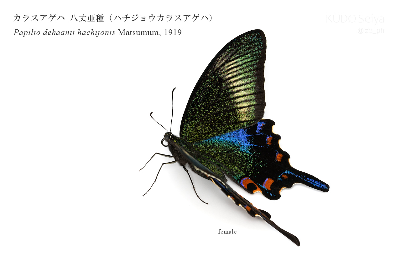 蝶標本　美麗ハチジョウカラスアゲハ春型♂♀　飼育品　Ａ品　東京都八丈島産 蝶標本 美麗ハチジョウカラスアゲハ春型♂♀ 飼育品 A品 東京都