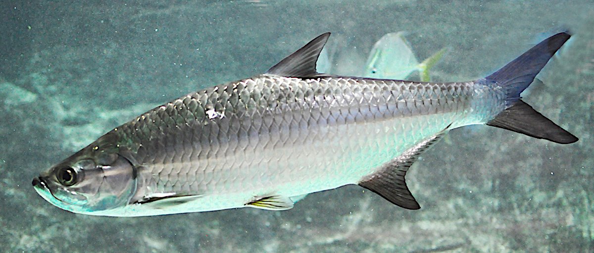 SeaGrantNC's tweet photo. Spotted seatrout can die if coastal waters dip during cold snaps, but are there other species found in our region that dislike cold weather?  ❄️🐟 #HookLineScience takes a look: 
https://t.co/rDzNhdNFkn https://t.co/n3xGMFR7Hf