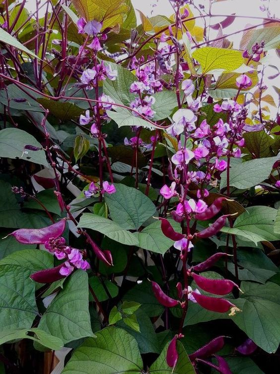 Orphan crop of the day: Hyacinth bean (Lablab purpureus)
Origin: India
Taste: Like green beans
Positives: All parts are edible, high protein and iron, drought tolerant
Negatives: Nutrient sensitivity, consistent flowering time
Source: fao.org/ag/aga/agap/fr…