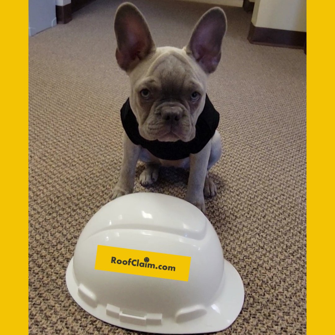 BrianWedding111's tweet photo. Cleo thinks safety is no joke! #ProtectionMadeSimple #RoofTechnologyExperts https://t.co/Xc5QIMU84B