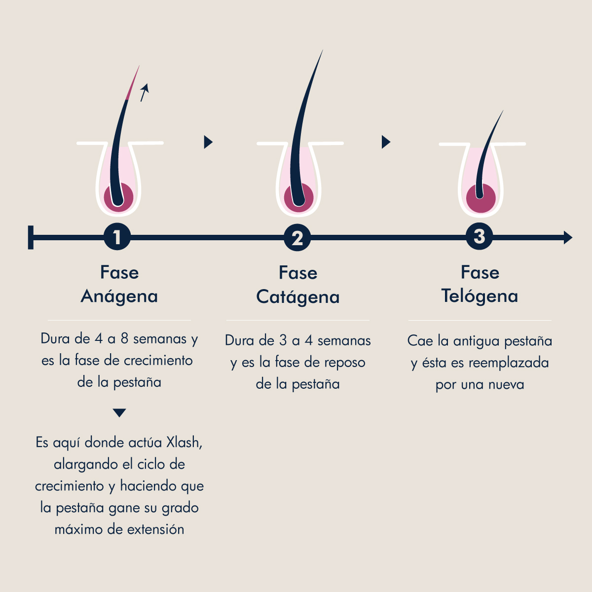 xlash_es's tweet photo. ¿Sabes cómo y cuándo actúa #XLASH Serum Crece #Pestañas? 👇 https://t.co/xzOYU4R10N