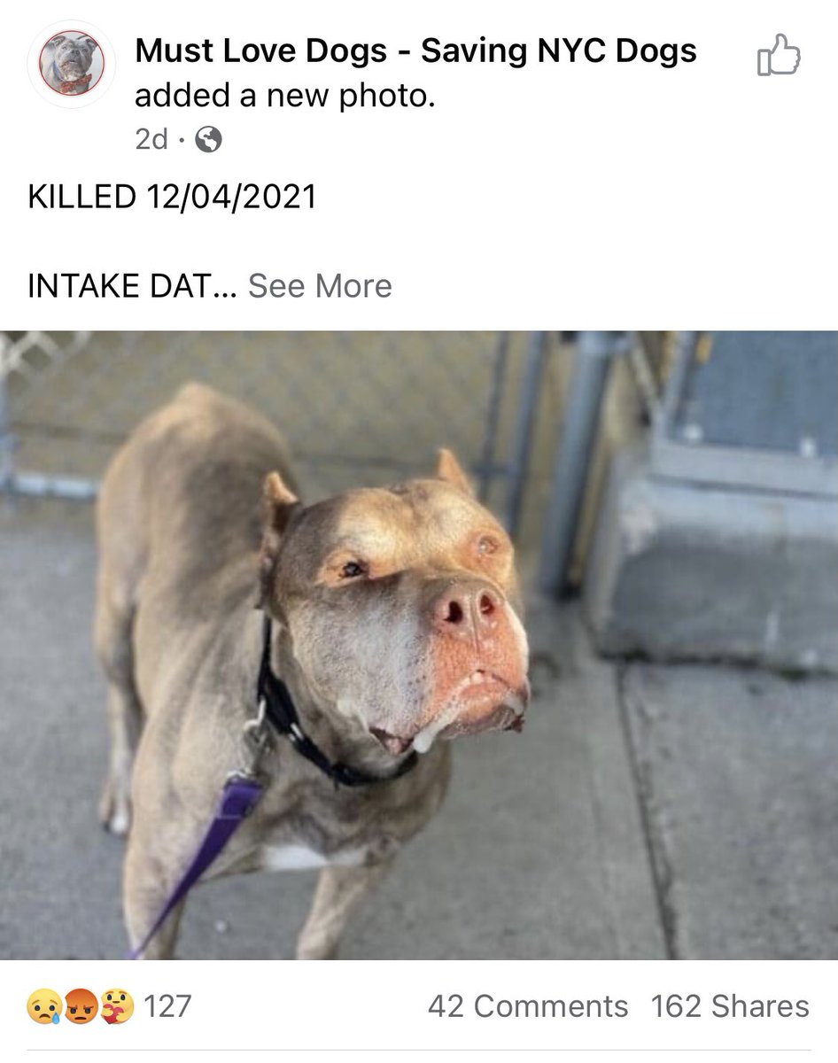 BrooklynBucha12's tweet photo. Another silent kill by #NYCACCSlaughterhouse. Emcee was a sweet senior who had a limp. No plea, no SM post, just 8 days in that scary, awful place &amp; a 💉 to the heart. I bet they count this as “owner intended euthanasia” to keep their no kill #s pretty. #RIP Emcee. Fly high. 💔 https://t.co/E3NBtqwM81