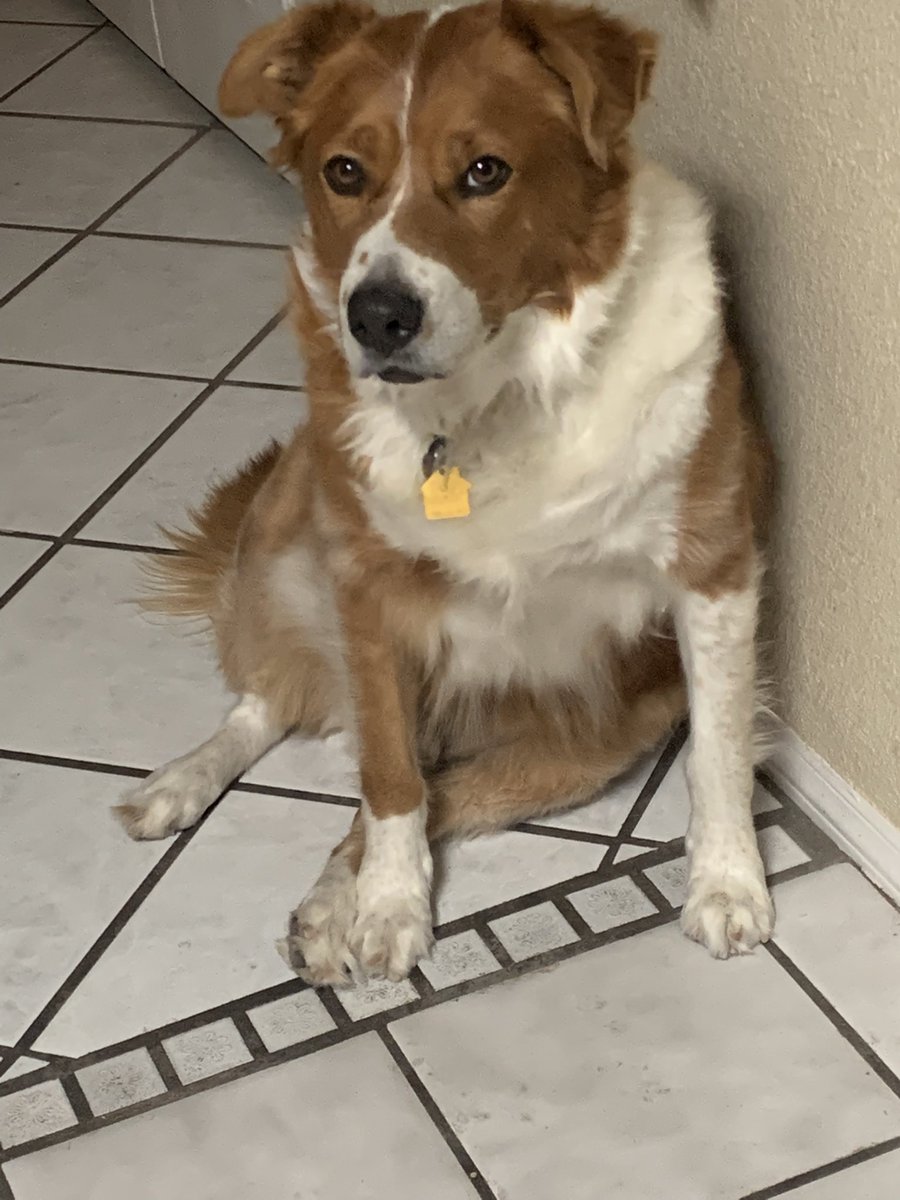 ejurado53's tweet photo. #adoptdontshop
#Axyl
#DogsofTwittter ๐๐ถ https://t.co/JfgZ41cEOv
