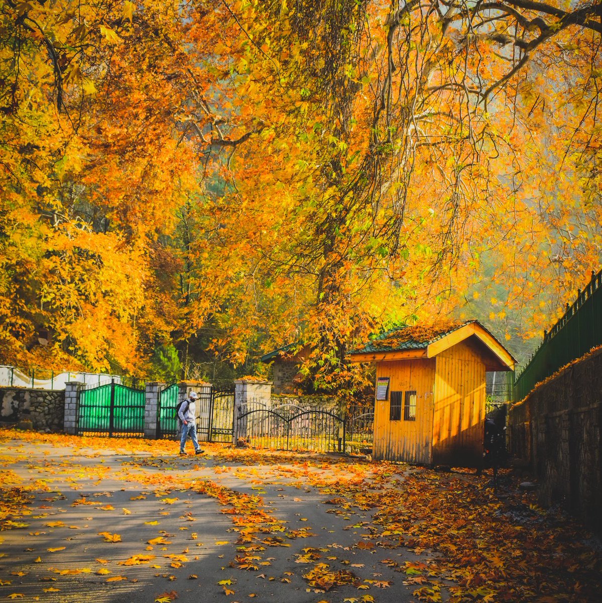 SofiAdnan8's tweet image. Colours of Autumn 🍂
#outofphone
#shotonrealme