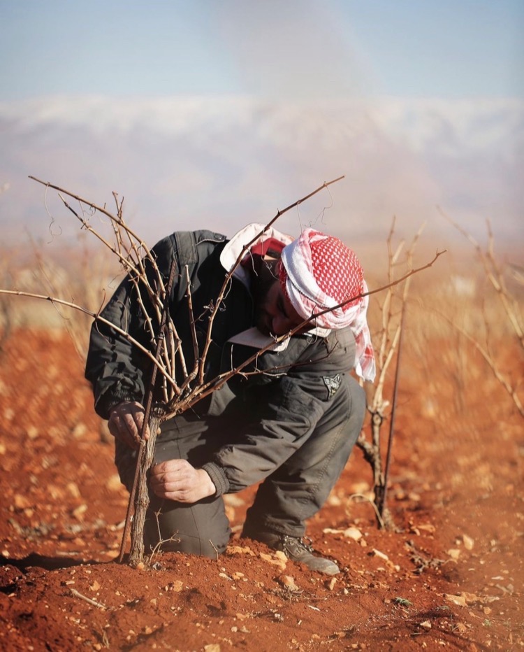 VindWine's tweet photo. From Cannabis to Cabernet in Lebanon’s wine industry. https://t.co/954ifugb1K A fascinating article by Amy Dunn. https://t.co/kDWWJttUW4