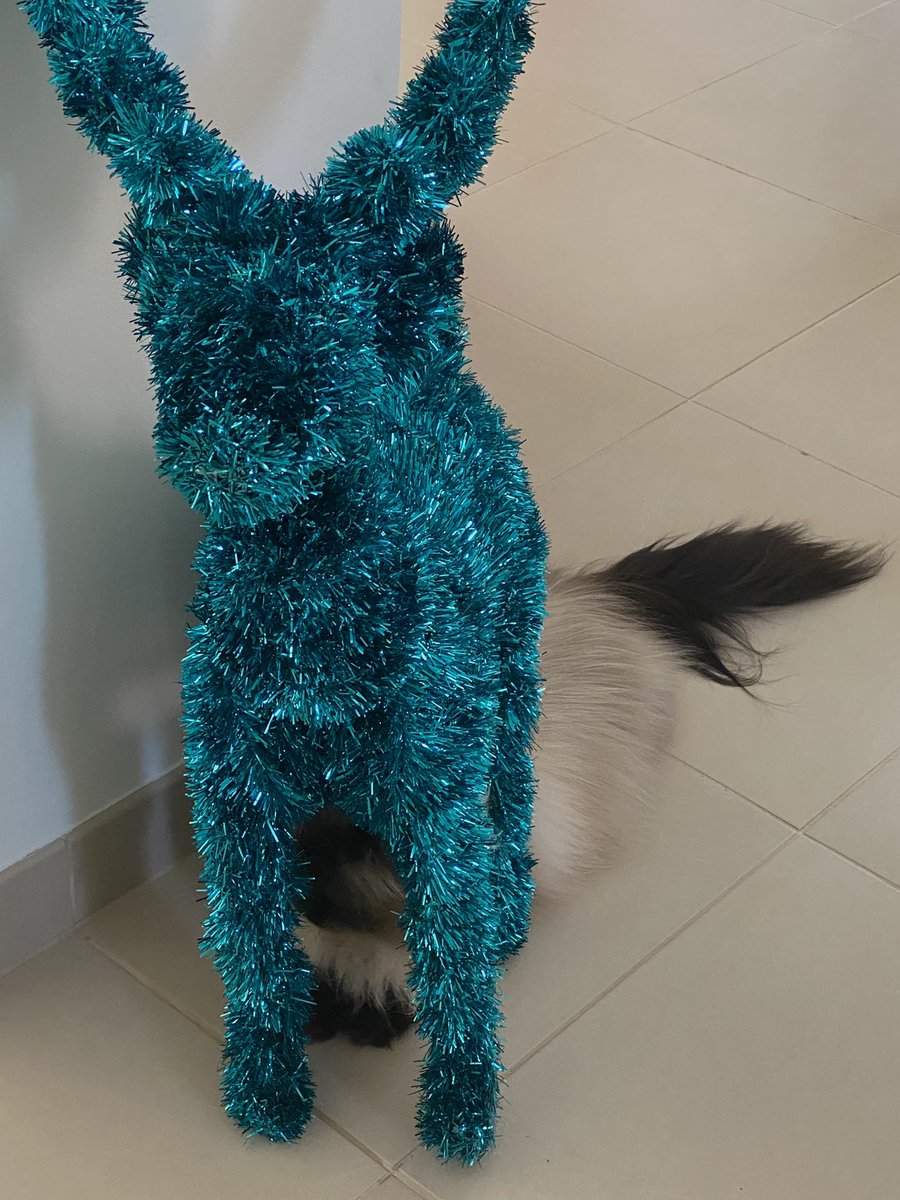 PoppyTheAdopted's tweet photo. ๐คซ theyโve been looking for ages! ๐น
#CatsOfTwitter #HowToHide #survivaltactics #PoppysTopTips https://t.co/jhIB6TAnI7
