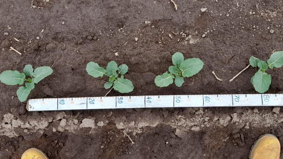 fertilizerpluS's tweet photo. This shows you a #broccoli trial running now in #Ecuador with Dr Cartagena from #INIAP.
It's comparing rates of our #Polysulphate #fertilizer and also including one application of #Agrocote 44.
And all compared with #farmers' usual practice, without ICL #crop #nutrition. https://t.co/fBocAat4J0