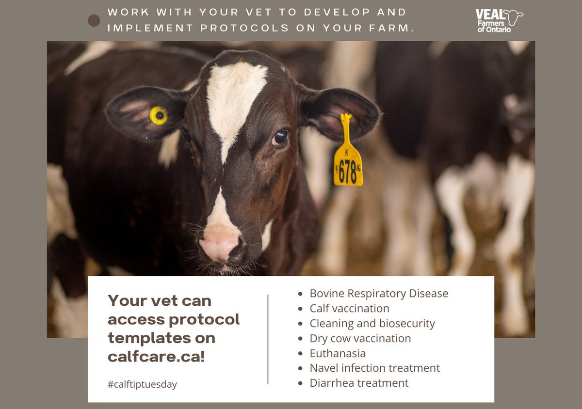 Calf Care Corner tweet media