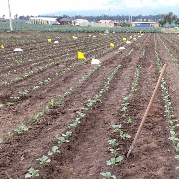fertilizerpluS's tweet photo. This shows you a #broccoli trial running now in #Ecuador with Dr Cartagena from #INIAP.
It's comparing rates of our #Polysulphate #fertilizer and also including one application of #Agrocote 44.
And all compared with #farmers' usual practice, without ICL #crop #nutrition. https://t.co/fBocAat4J0