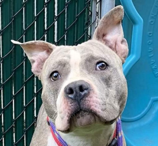 NMBewitched's tweet photo. 🎅👸 ☃️Princess☃️👸🎅
#NYCACC
1 1/2 Hours💉
Throwaway Mama
Used 4 Breeding
Dumped
Ever Known Kindness?
Security?
Slow Intros
Then Comes Our Girl
Friendly Playful &amp; Loving
Fabulous Fawn Brindle🥰
#Pledge &amp; #Share
#FostersSaveLives 
Nycdogslivesmatter@gmail.com
🏡 for the Holidays https://t.co/BUgjxrNrbm