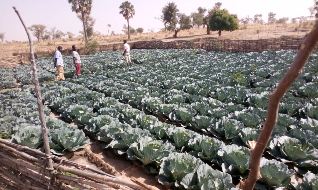 Lutte contre la #migration dans les zones de départ des migrants, la <a href="/FAO/">Food and Agriculture Organization</a> poursuit ses appuis en intrants agricoles, équipements de transformation des produits agropastoraux, kits petits ruminants à 780 ménages. Merci au Fonds Italien pour la Migration du #Gouvernement #Italien