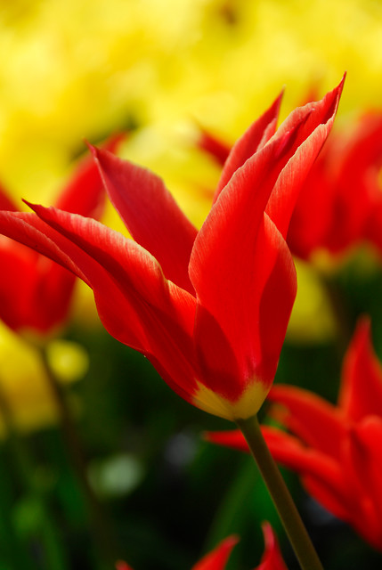 GroenVandaag tweet media