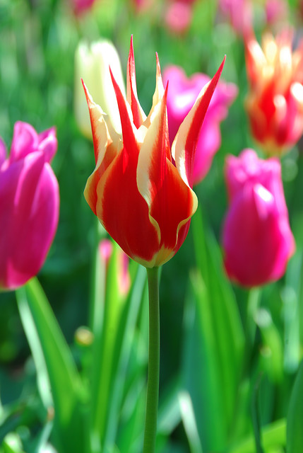 GroenVandaag tweet media