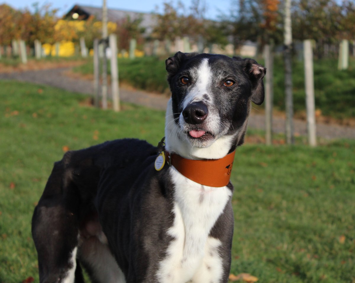 DT_Darlington's tweet photo. Badger wanted to join in with a cheeky #tongueouttuesday 
how cute is that little tongue

#dogstrust #dogstrustdarlington #cheekychappy #cheekybutcute #badgerneedsahome https://t.co/sgnpR0ZJOI