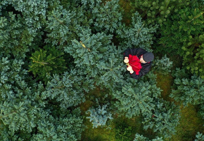 DecaturAir's tweet photo. Purchasing a live Christmas tree this year? 

Give it a fresh cut at least 2 inches from the base of the trunk so it can absorb water. Be sure to keep the tree away from fireplaces &amp; heating ducts and always turn off the lights when leaving the house or going to bed. https://t.co/6s72gFFvmJ