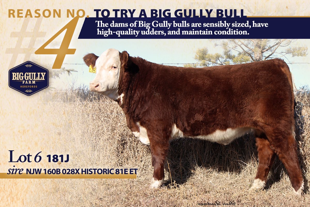 biggullyfarm's tweet photo. TWO DAYS till BGF Hereford &amp; Polled Hereford Bull Sale on Thursday, Dec. 9 4:30 MT at the farm 12 Miles N of Maidstone, SK.  Call/text 306-903-7299 with any questions. Complete sale info at: https://t.co/G5nZ6EN0hB https://t.co/dKvBlU8pgi