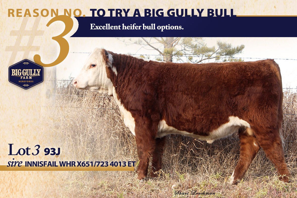 biggullyfarm's tweet photo. TWO DAYS till BGF Hereford &amp; Polled Hereford Bull Sale on Thursday, Dec. 9 4:30 MT at the farm 12 Miles N of Maidstone, SK.  Call/text 306-903-7299 with any questions. Complete sale info at: https://t.co/G5nZ6EN0hB https://t.co/dKvBlU8pgi