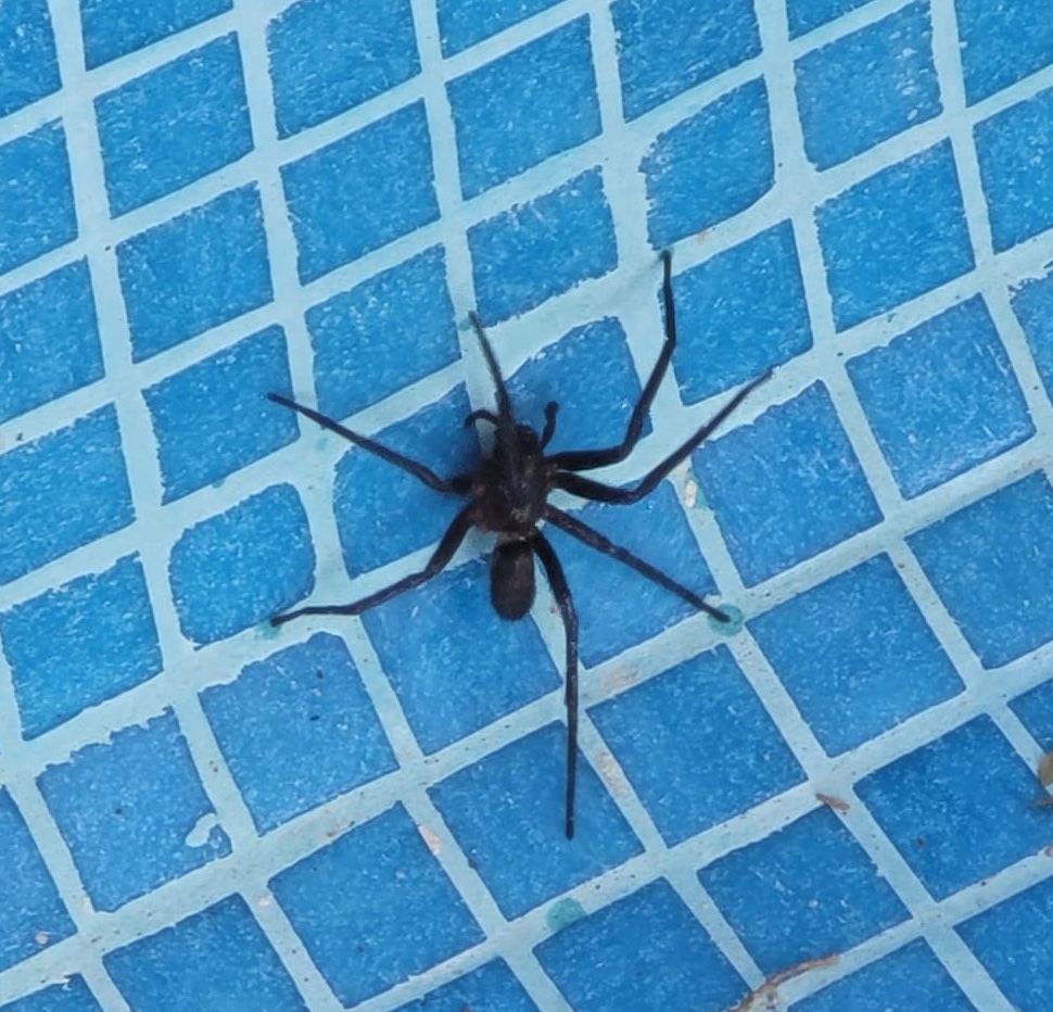 jnoria's tweet photo. Hola @Arachno_Cosas. Será de IM esta araña encontrada en Ixtapan de la Sal, Estado de México? 
Saludos! https://t.co/OQ90GwyDmL