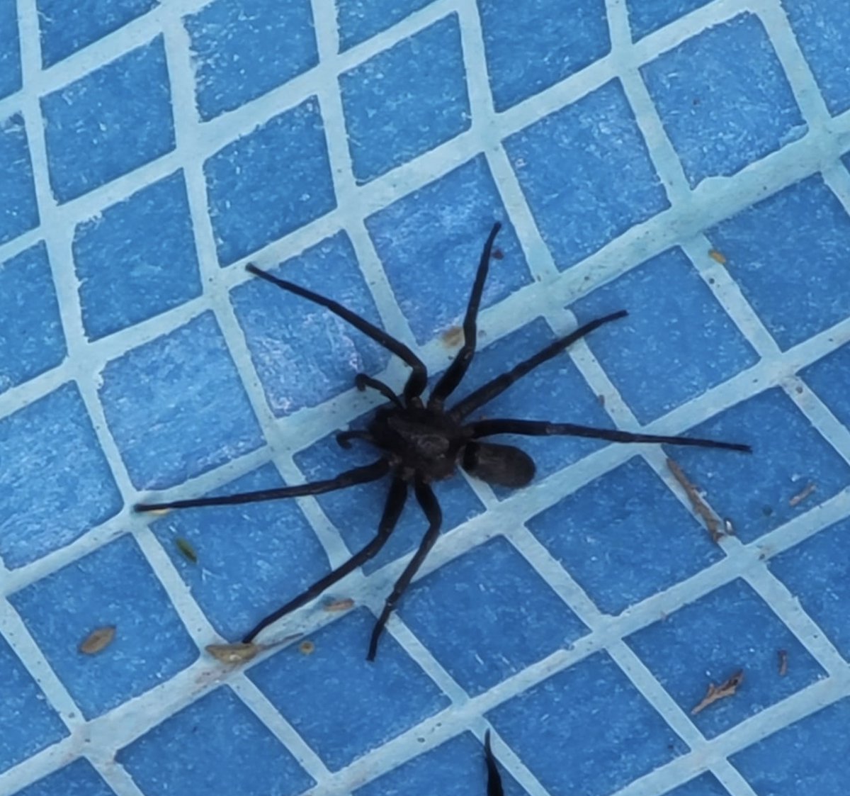 jnoria's tweet photo. Hola @Arachno_Cosas. Será de IM esta araña encontrada en Ixtapan de la Sal, Estado de México? 
Saludos! https://t.co/OQ90GwyDmL