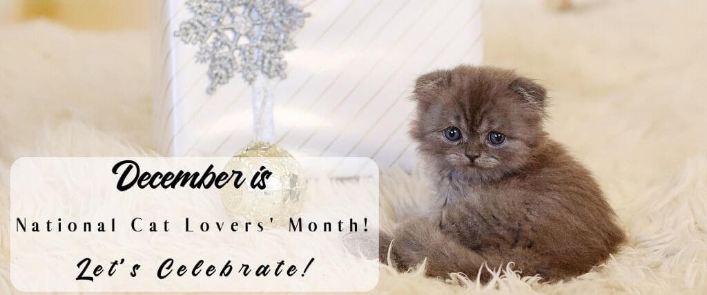 The holidays aren't the only thing celebrated around the world this month! ✨ December is also #NationalCatLoversMonth. 😻 Let's use this opportunity to honor the beauty, smarts, and sass of our feline friends. Check out all of our adoptable cats at daws.org/cat-gallery. 🐾