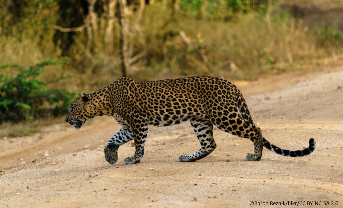 OryxTheJournal's tweet image. Out now! @aisha_uduman et al. investigated attitudes towards the Sri Lankan #leopard in two rural communities 🐆

Considering local attitudes can inform strategies to improve human–carnivore coexistence. Read the full article: doi.org/10.1017/S00306…