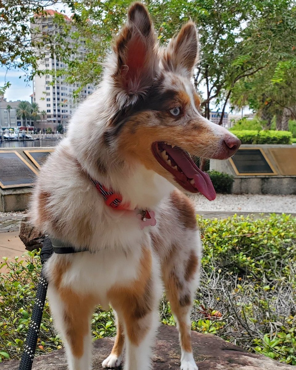 SoHo Hound tweet media