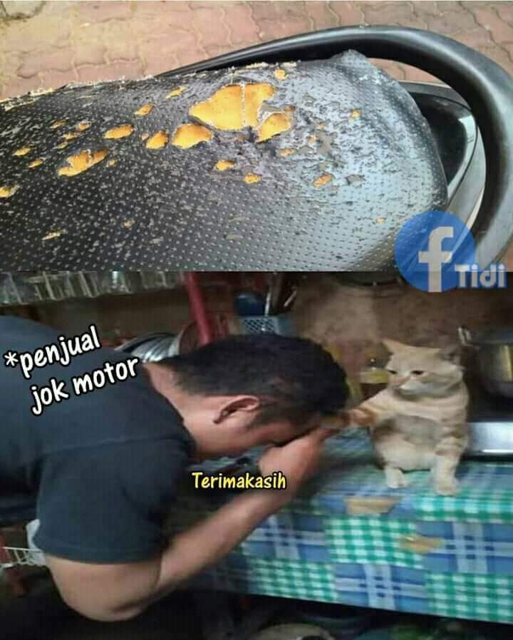 ZOO_FESS's tweet photo. Zoo kucing pembawa berkah https://t.co/FwlSMKeUe2