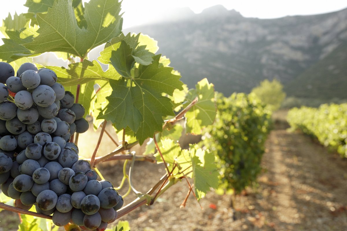 GreecefullyCom's tweet photo. Greek wine! Taste excellent wines with intoxicating aromas and intense texture!

https://t.co/HCtkYzC6AT

#wine, #winelover, #greece, #travel https://t.co/ZHB88OU7mK